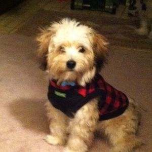 Meet your Posher, Barbara